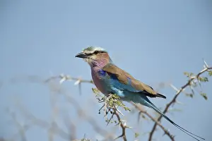 Caudatus: Lilac breasted roller - perched - Botswana, Africa