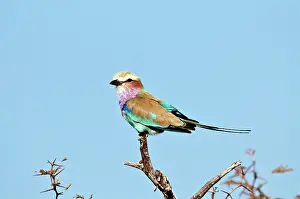 Rollers: Lilac-breasted Roller - perched on dead branch