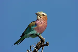 Rollers: Lilac-Breasted Roller - Perched on top of thorn tree