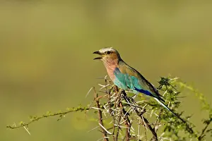 Rollers: Lilac-Breasted Roller - Perched on thorn tree calling