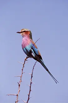 Peter Steyn: Lilac-breasted ROLLER - perched on thorny stem