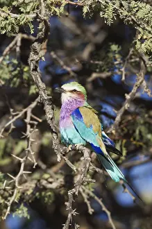 Camelthorn: Lilac-breasted Roller - perching in a camelthorn