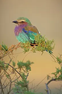 Rollers: Lilac-Breasted Roller - Portrait in soft evening sunshine
