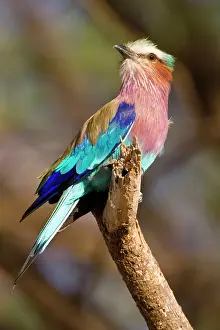 Caudatus: A Lilac-breasted Roller at Samburu NP, Kenya