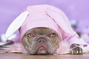 Easter: Lilac brindle French Bulldog dog wearing pink Easter
