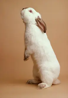 Supernatural: Lilac Californian Rabbit - on hind legs