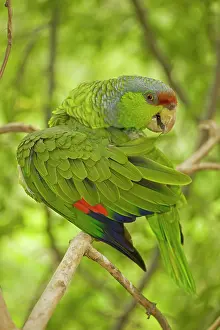 Finschi: Lilac-crowned Parrot