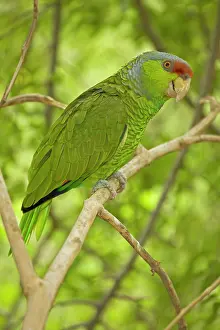 Finschi: Lilac-crowned Parrot