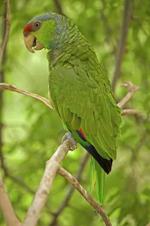 Inhabits: Lilac-crowned Parrot (Amazona finschi) - Mexico