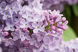 Syringa: Lilac flowers