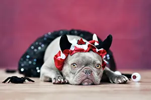 Devil: Lilac French Bulldog dog wearing red devil horn