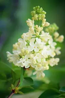 Syringa: Lilac Primrose