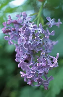 Syringa: Lilac