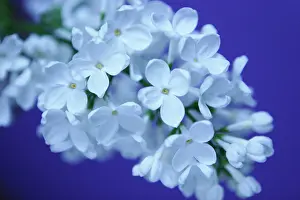 Syringa: Lilac