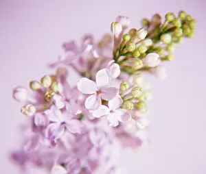Syringa: Lilac