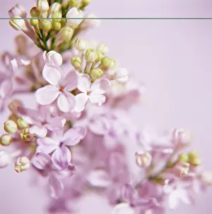 Syringa: Lilac
