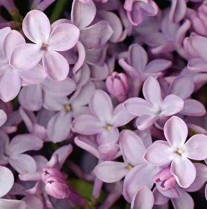 Syringa: Lilac