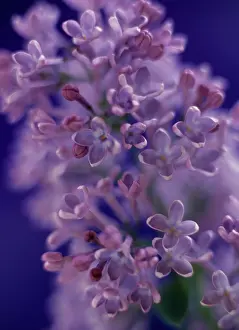 Syringa: Lilac