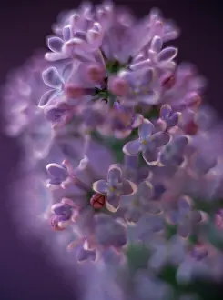 Syringa: Lilac
