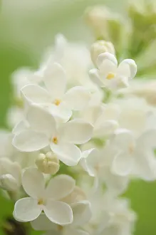 Syringa: Lilac