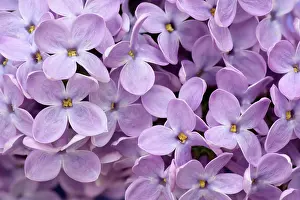 Syringa: Lilac