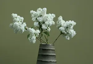 Syringa: Lilac