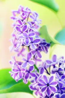 Syringa: Lilac