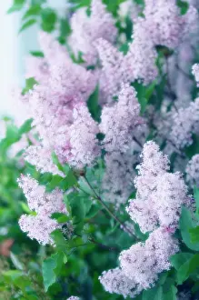 Syringa: Lilac