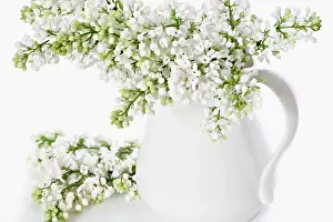 Panicle: Lilac