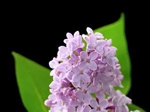 Syringa: Lilac