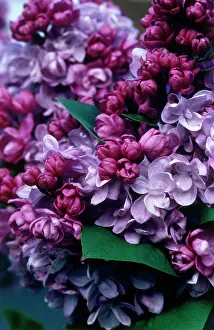 Syringa: Lilac