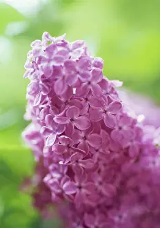 Feminine: Lilac