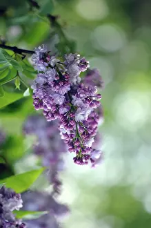 Syringa: Lilac