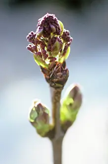 Edward: Lilac