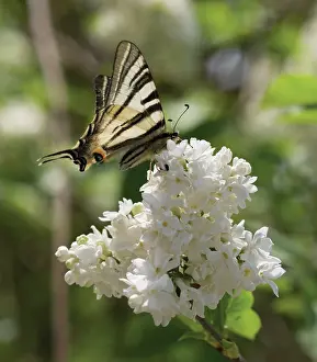 Syringa: Lilac