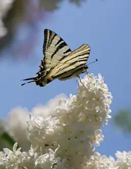 Syringa: Lilac