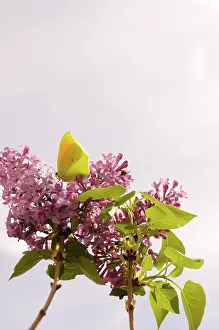 Brimstone: Lilac
