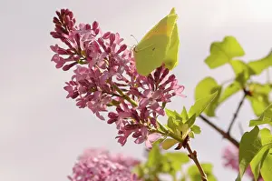Brimstone: Lilac