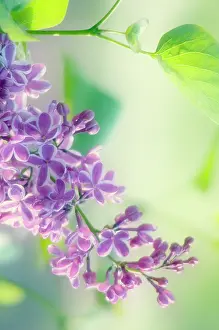 Syringa: Lilac