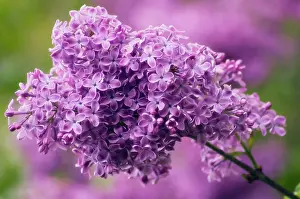 Syringa: Lilac
