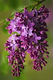 Syringa: Lilac