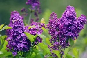 Syringa: Lilac