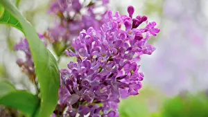 Syringa: Lilac, Syringa vulgaris, Side close view of one