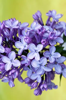 Syringa: Lilac, Syringa vulgaris, Close view of a flowering