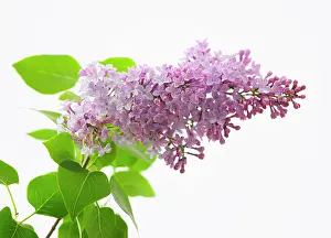 Syringa: Lilac