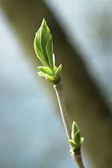 Beginning: Lilac