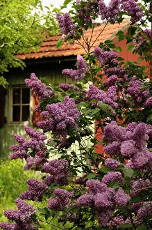 Syringa: Lilac, Syringa vulgaris, purple coloured bush with a small b