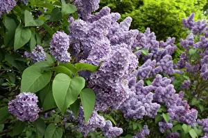 Syringa: Lilac Tree - flowering