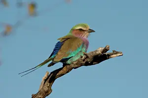 Caudata: Lilacbreasted Roller - Kruger National Park, Transvaal