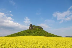 Table: The Lilienstein in a flowering rape field